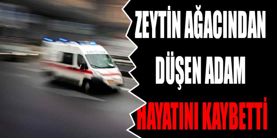 ZEYTİN AĞACINDAN DÜŞEN ADAM HAYATINI KAYBETTİ