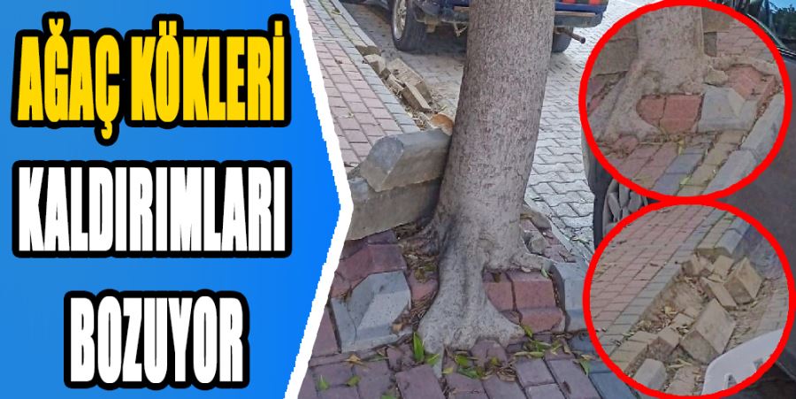 AĞAÇ KÖKLERİ KALDIRIMLARI BOZUYOR