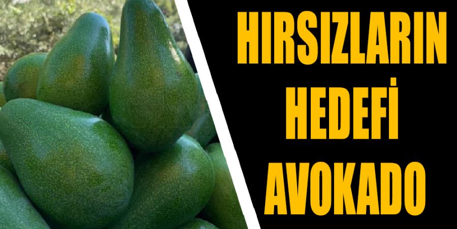 HIRSIZLARIN HEDEFİ AVOKADO