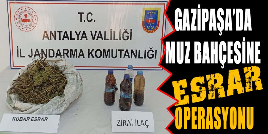 GAZİPAŞA’DA MUZ BAHÇESİNE ESRAR OPERASYONU YAPILDI