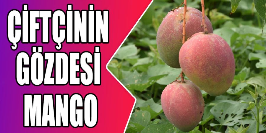 ÇİFTÇİNİN GÖZDESİ MANGO