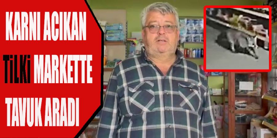 KARNI ACIKAN TİLKİ MARKETTE TAVUK ARADI