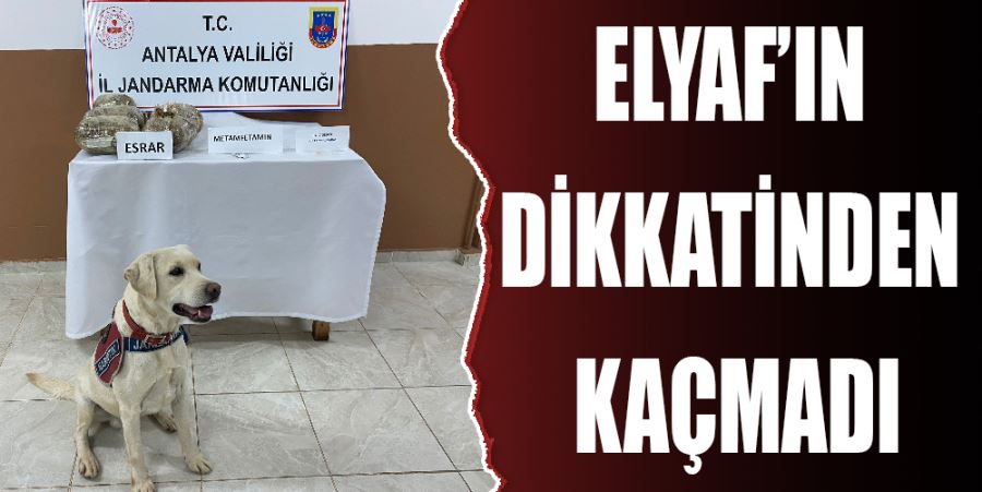 ELYAF’IN DİKKATİNDEN KAÇMADI