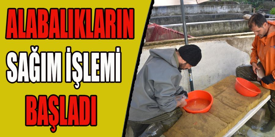 ALABALIKLARIN SAĞIM İŞLEMİ BAŞLADI