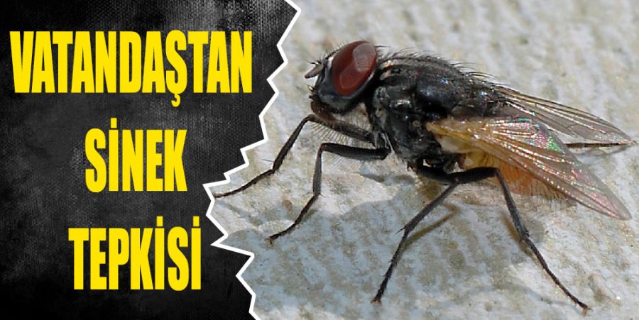 KARASİNEK TEPKİSİ