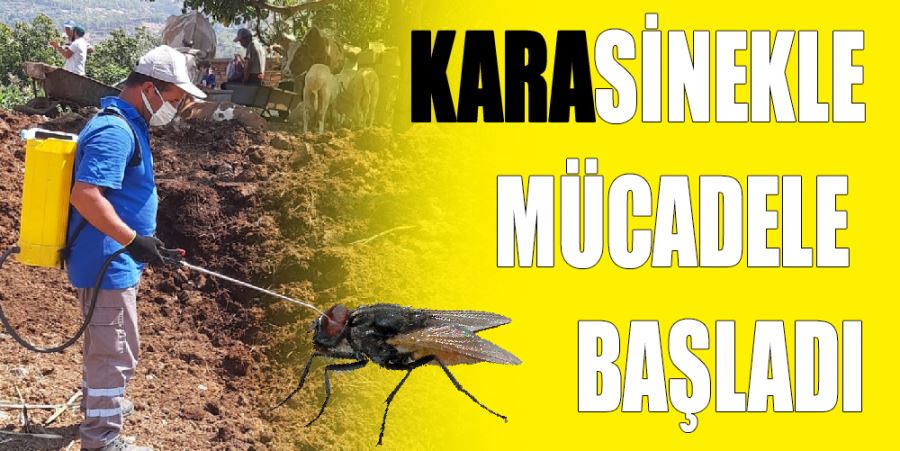 KARASİNEKLE MÜCADELE BAŞLADI