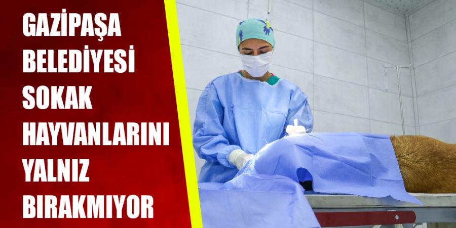 GAZİPAŞA BELEDİYESİ SOKAK HAYVANLARINI YALNIZ BIRAKMIYOR