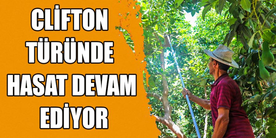 CLİFTON TÜRÜNDE HASAT DEVAM EDİYOR