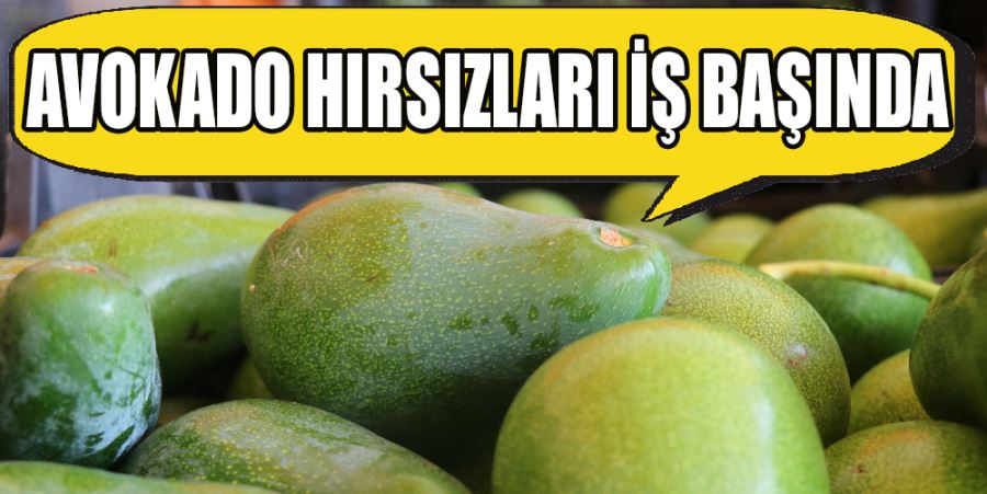 AVOKADO HIRSIZLARI İŞ BAŞINDA