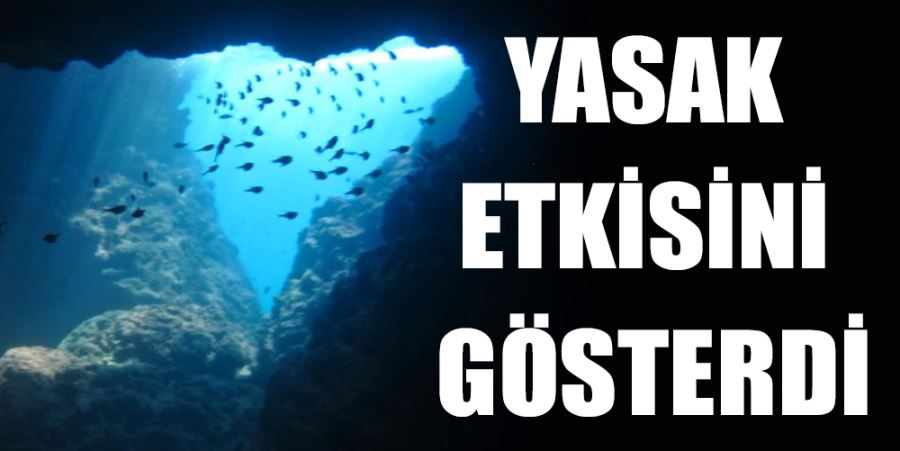 YASAK ETKİSİNİ GÖSTERDİ