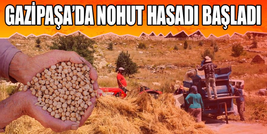 GAZİPAŞA’DA NOHUT HASADI BAŞLADI