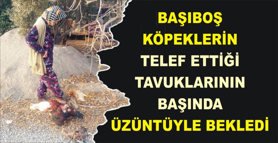 BAŞIBOŞ KÖPEKLERİN TELEF ETTİĞİ TAVUKLARININ BAŞINDA ÜZÜNTÜYLE BEKLEDİ