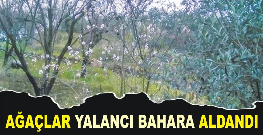 AĞAÇLAR YALANCI BAHARA ALDANDI