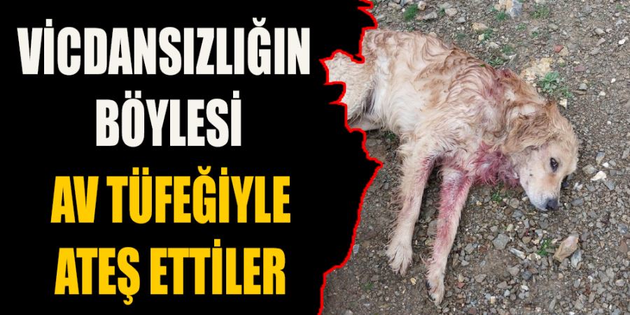 VİCDANSIZLIĞIN BÖYLESİ