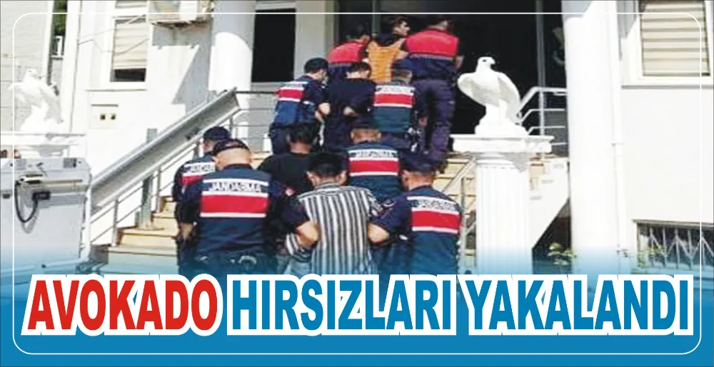 AVOKADO HIRSIZLARI YAKALANDI