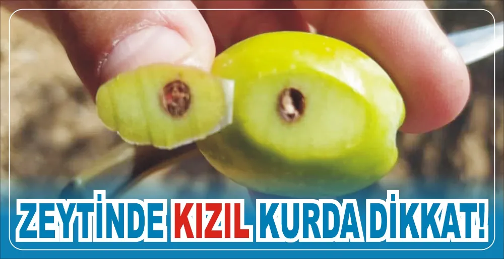 ZEYTİNDE KIZIL KURDA DİKKAT!