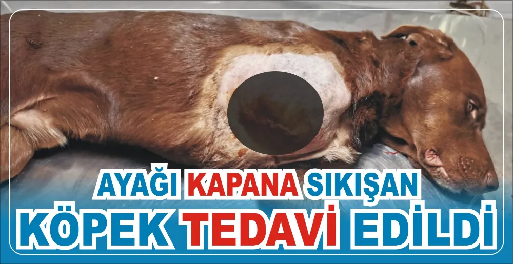 AYAĞI KAPANA SIKIŞAN KÖPEK TEDAVİ EDİLDİ