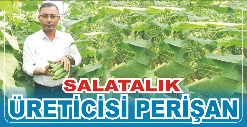 SALATALIK ÜRETİCİSİ PERİŞAN