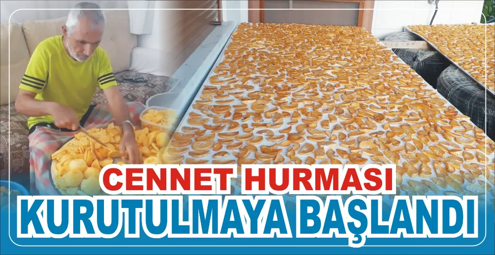 CENNET HURMASI KURUTULMAYA BAŞLANDI