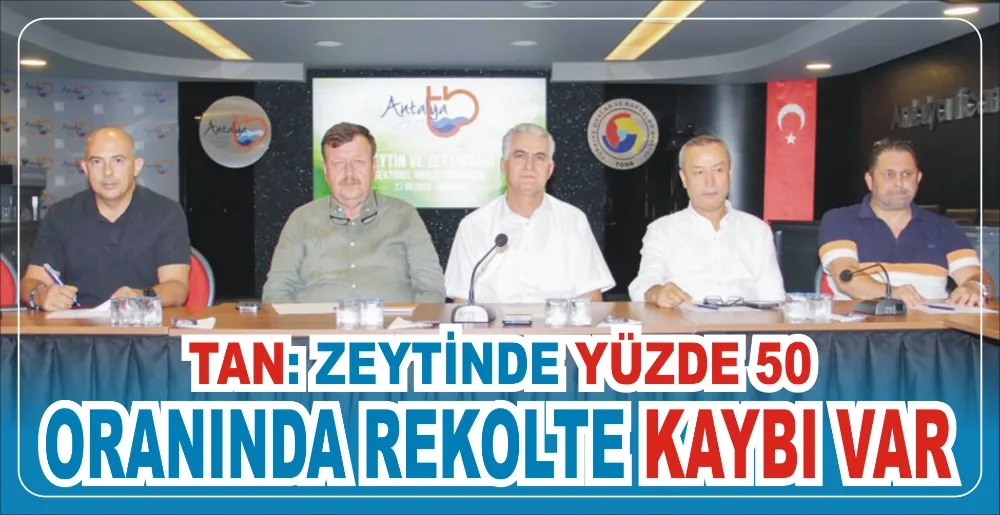 TAN: ZEYTİNDE YÜZDE 50  ORANINDA REKOLTE KAYBI VAR