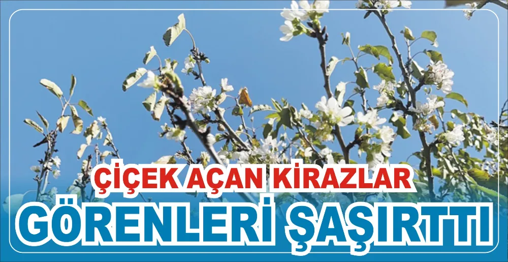 ÇİÇEK AÇAN KİRAZLAR GÖRENLERİ ŞAŞIRTTI