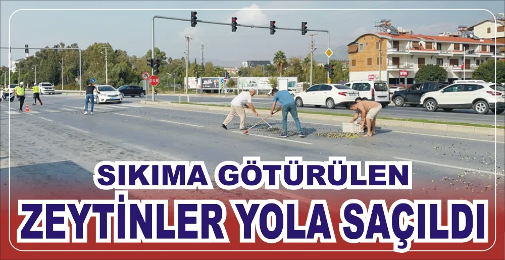 SIKIMA GÖTÜRÜLEN ZEYTİNLER YOLA SAÇILDI