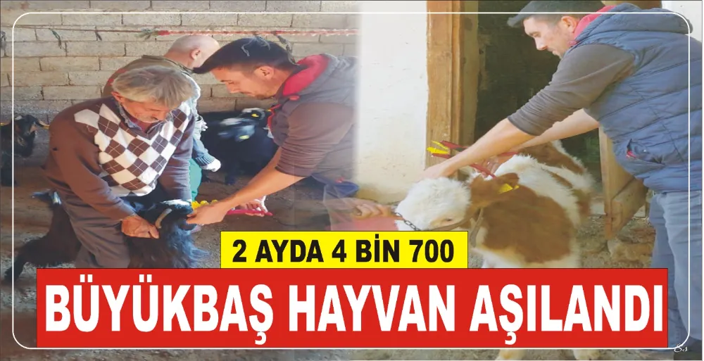 2 AYDA 4 BİN 700 BÜYÜKBAŞ HAYVAN AŞILANDI