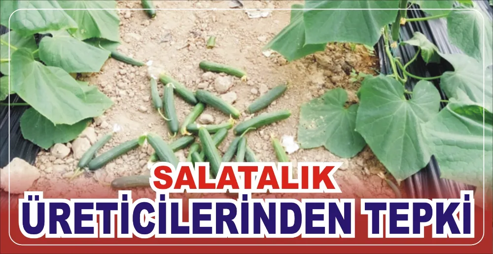 SALATALIK ÜRETİCİLERİNDEN TEPKİ