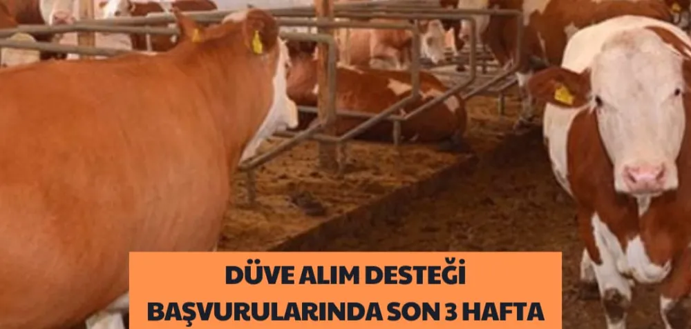 DÜVE ALIM DESTEĞİ BAŞVURULARINDA SON 3 HAFTA