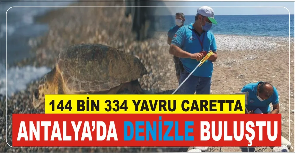 144 BİN 334 YAVRU CARETTA ANTALYA