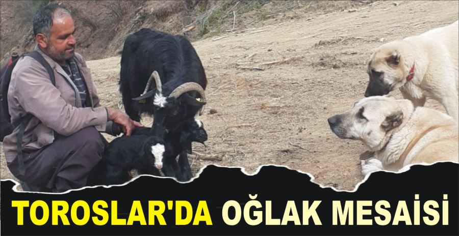 TOROSLAR’DA OĞLAK MESAİSİ