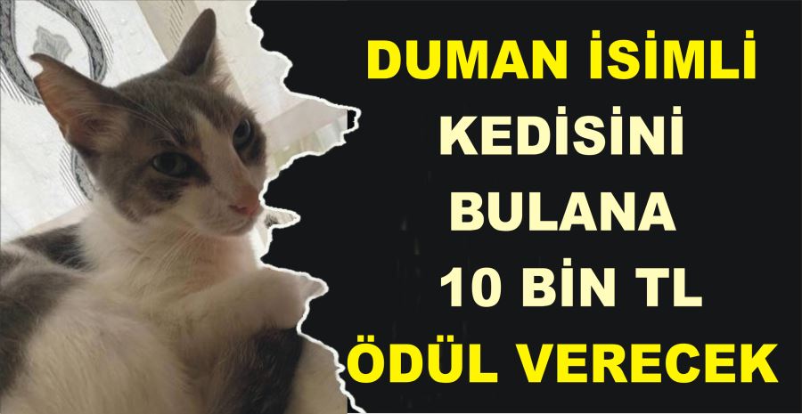 DUMAN İSİMLİ KEDİSİNİ BULANA  10 BİN TL ÖDÜL VERECEK