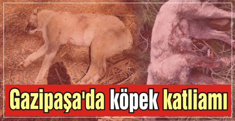 Gazipaşa’da köpek katliamı