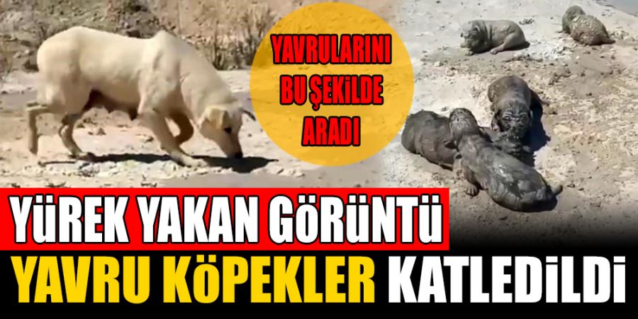 YAVRU KÖPEKLERE BETON ATIK SUYU KATLİAMI