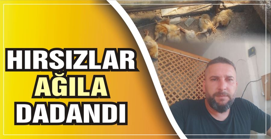 HIRSIZLAR AĞILA DADANDI