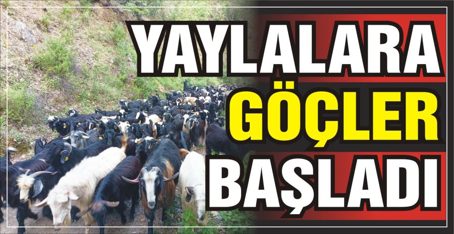 YAYLALARA GÖÇLER BAŞLADI