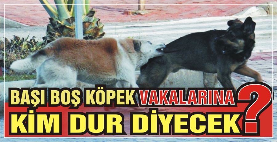 BAŞI BOŞ KÖPEK VAKALARINA  KİM DUR DİYECEK?