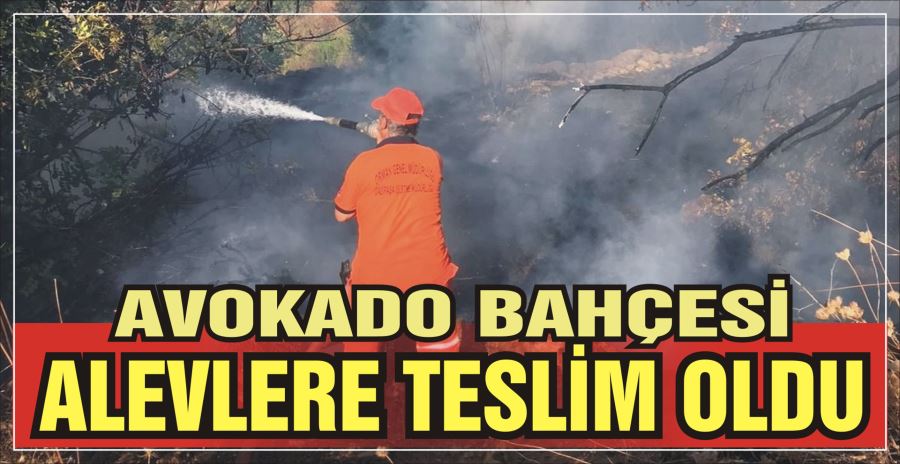 AVOKADO BAHÇESİ ALEVLERE TESLİM OLDU