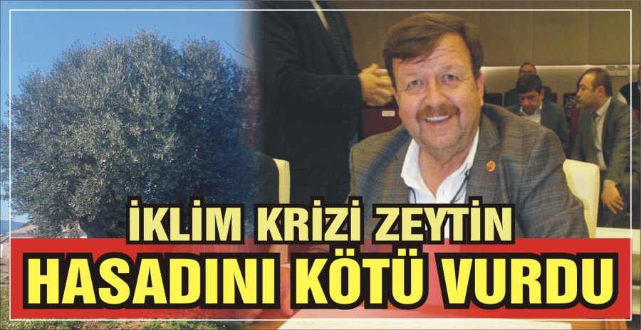 İKLİM KRİZİ ZEYTİN HASADINI KÖTÜ VURDU