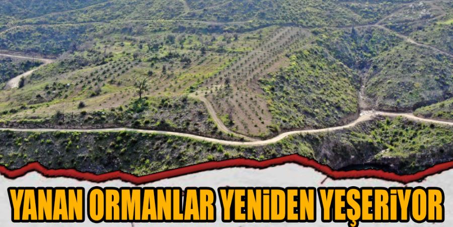 YANAN ORMANLAR YENİDEN YEŞERİYOR