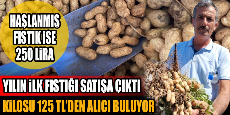 YILIN İLK FISTIĞI 125 TL’DEN ALICI BULUYOR