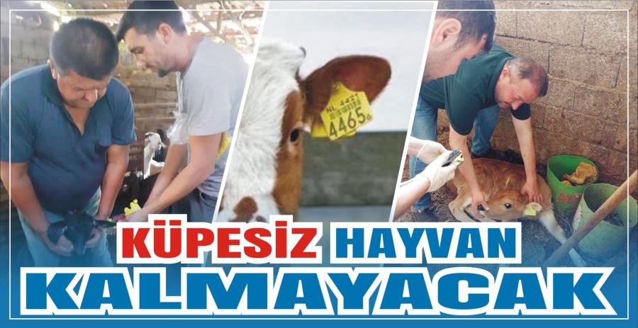 KÜPESİZ HAYVAN KALMAYACAK