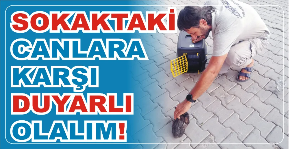 SOKAKTAKİ CANLARA KARŞI DUYARLI OLALIM!