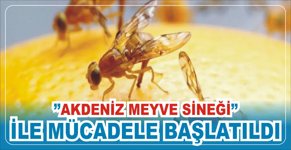 ‘’AKDENİZ MEYVE SİNEĞİ’’ İLE MÜCADELE BAŞLATILDI