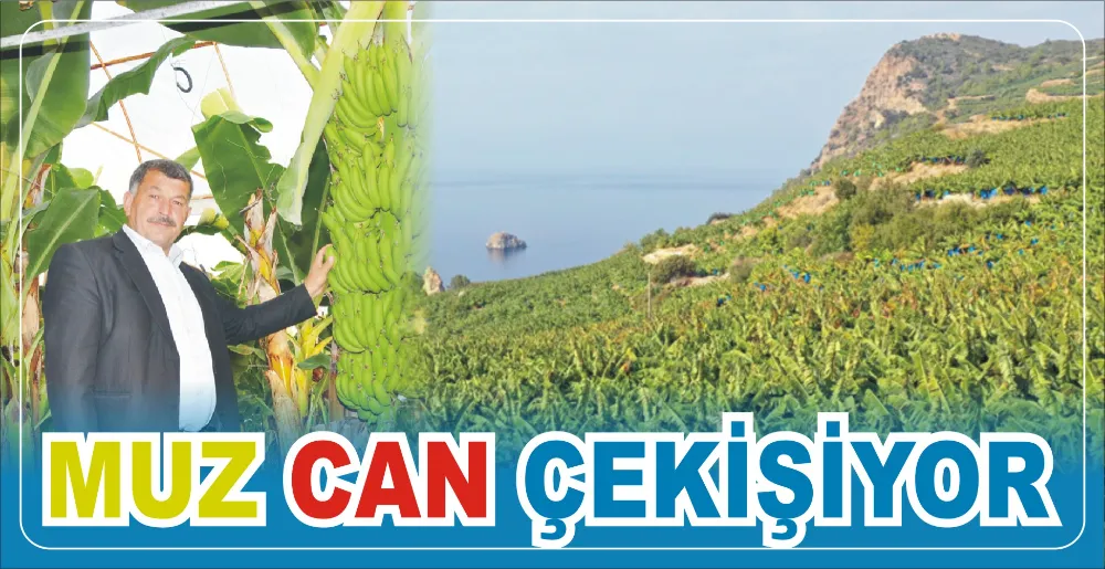 MUZ CAN ÇEKİŞİYOR