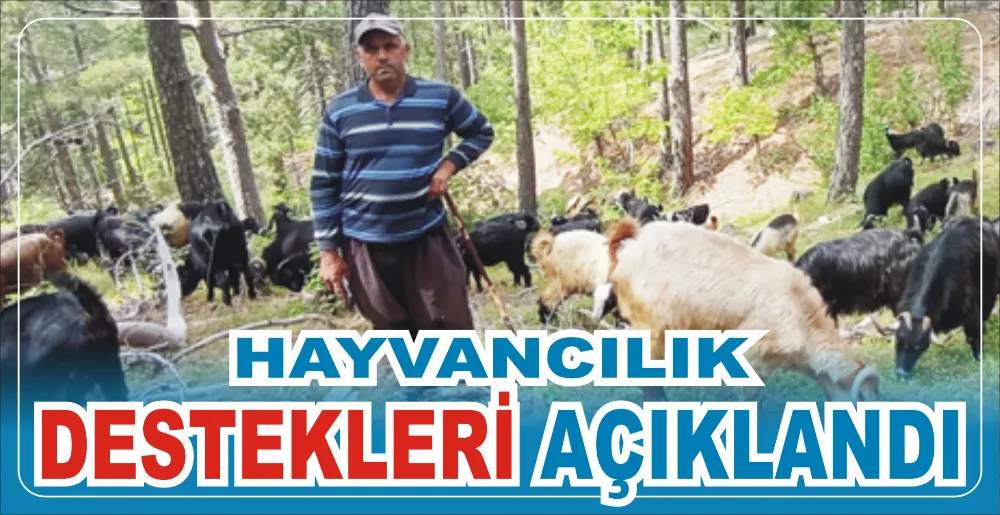 HAYVANCILIK DESTEKLERİ AÇIKLANDI