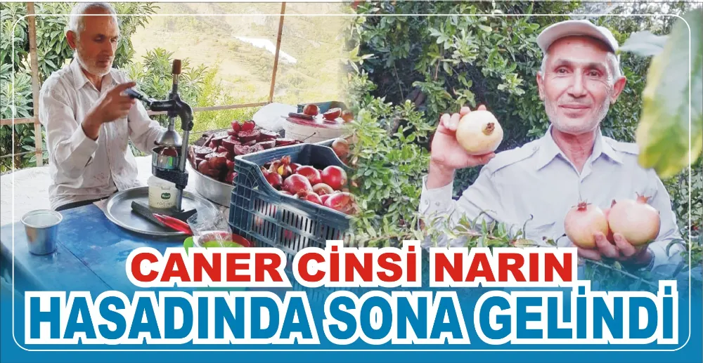 CANER CİNSİ NARIN HASADINDA SONA GELİNDİ