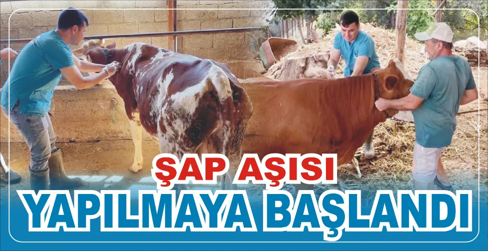 ŞAP AŞISI YAPILMAYA BAŞLANDI