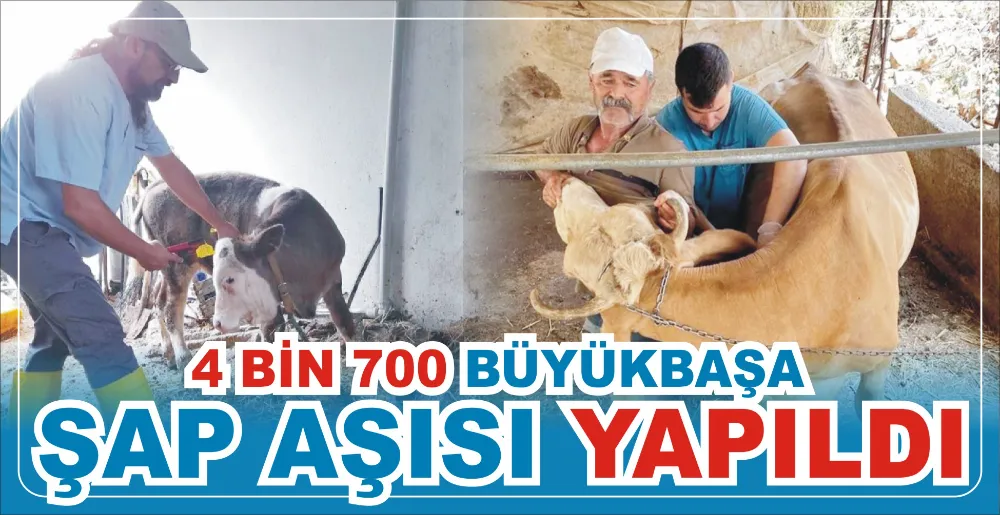 4 BİN 700 BÜYÜKBAŞA ŞAP AŞISI YAPILDI