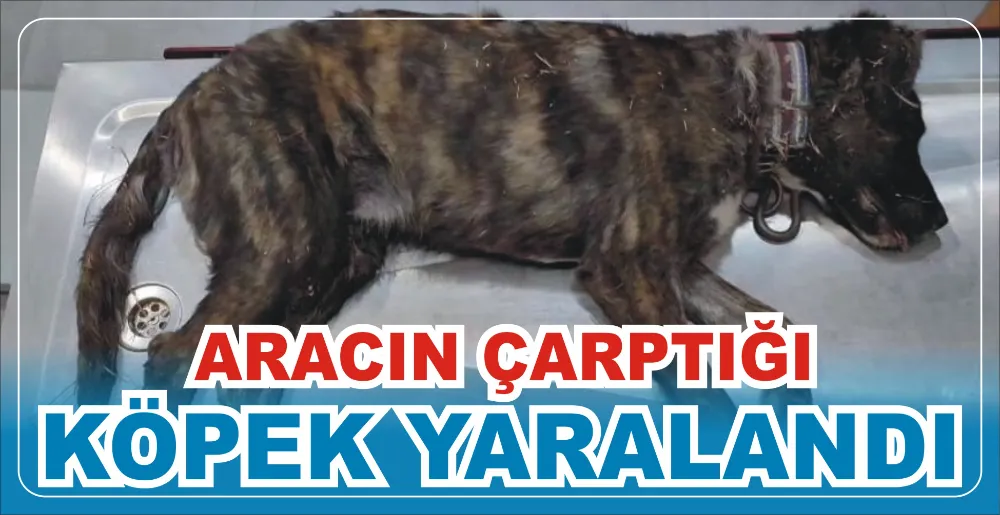 ARACIN ÇARPTIĞI KÖPEK YARALANDI